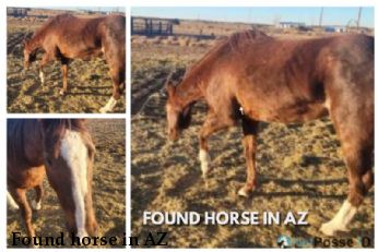 Found horse in AZ